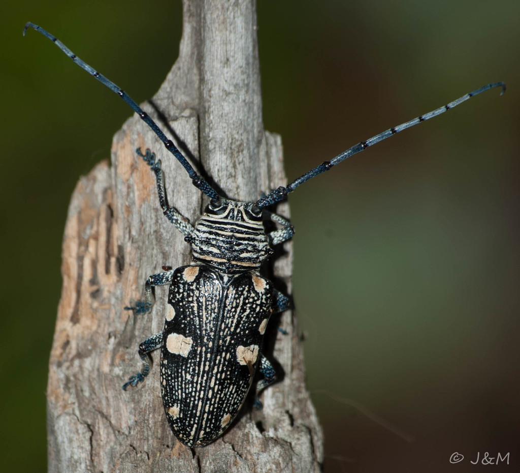 Zebra Longhorn (Beetles and Bugs of the Mfolozi River catchment, South ...