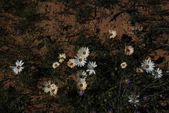 Dimorphotheca pinnata