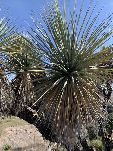 Nolina excelsa