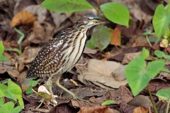 Ixobrychus eurhythmus