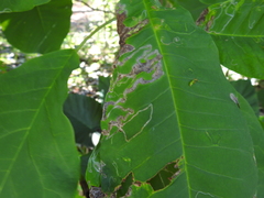 Phyllocnistis magnoliella