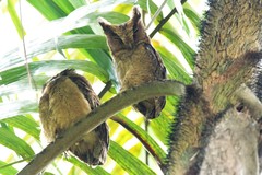 Otus lempiji
