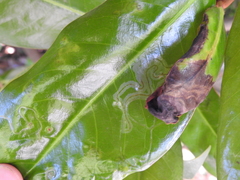 Phyllocnistis magnoliella