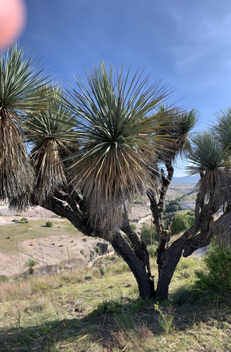Nolina excelsa