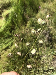 Thysanocarpus radians