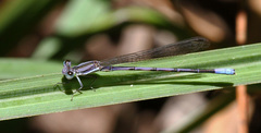 Argia hinei