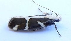 Epilechia catalinella