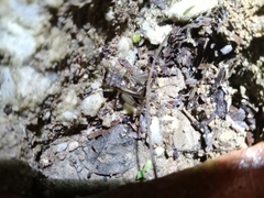 Velarifictorus micado