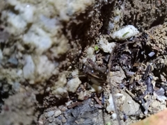 Velarifictorus micado