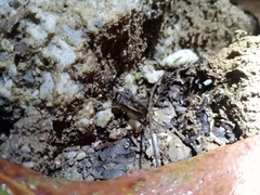 Velarifictorus micado