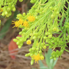 Ericameria pinifolia