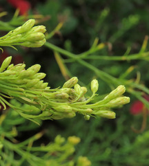 Ericameria pinifolia