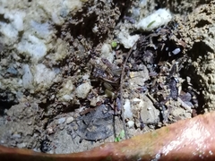 Velarifictorus micado