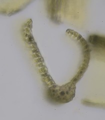 Dicranum acutifolium