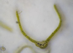 Dicranum acutifolium