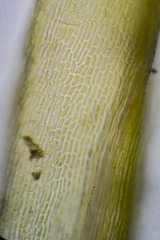 Dicranum acutifolium