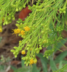 Ericameria pinifolia