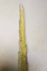 Dicranum acutifolium