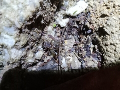 Velarifictorus micado