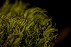 Dicranum acutifolium