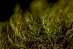 Dicranum acutifolium