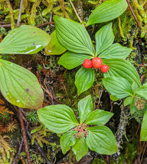 Cornus unalaschkensis