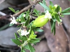 Micrantheum ericoides