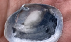 Periploma planiusculum
