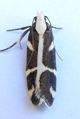 Epilechia catalinella