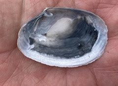 Periploma planiusculum