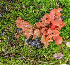 Guepinia helvelloides