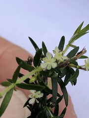 Micrantheum ericoides