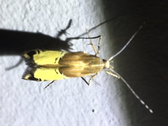 Labdia deliciosella