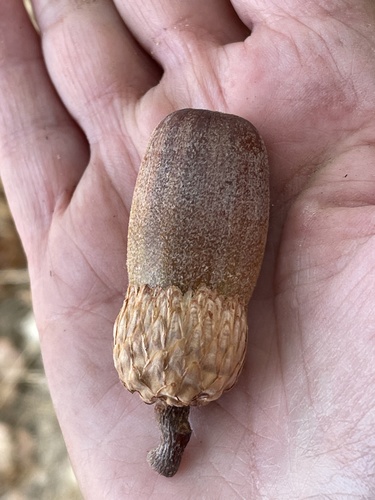 California Black Oak fruiting