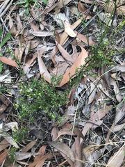 Micrantheum ericoides