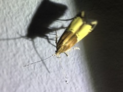 Labdia deliciosella