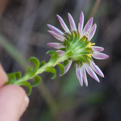 Polyarrhena reflexa reflexa