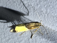 Labdia deliciosella