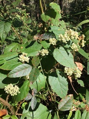 Seringia arborescens