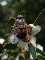 Rutilia