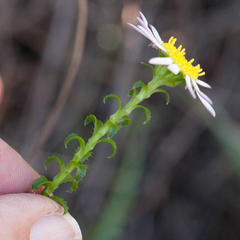 Polyarrhena reflexa reflexa