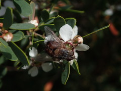 Rutilia