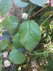 Seringia arborescens