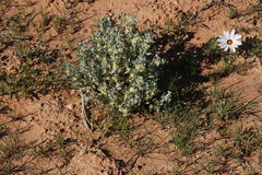Atriplex lindleyi inflata