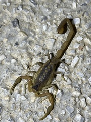 Centruroides vittatus