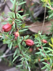 Micrantheum ericoides