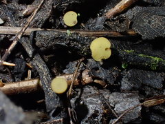 Lanzia luteovirescens