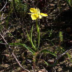 Moraea papilionacea