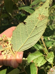 Seringia arborescens