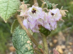 Lasiopetalum schulzenii